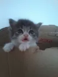 Tom