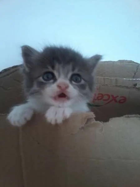 Gato raça Burmilla idade Abaixo de 2 meses nome Tom