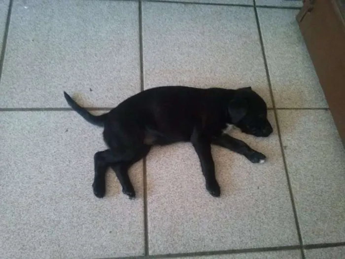 Cachorro ra a  idade Abaixo de 2 meses nome Belinha