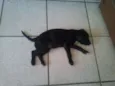 Belinha