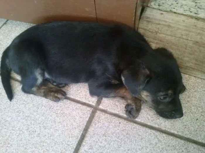 Cachorro ra a  idade Abaixo de 2 meses nome Belinha