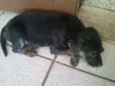 Belinha