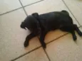 Belinha