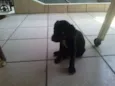 Belinha