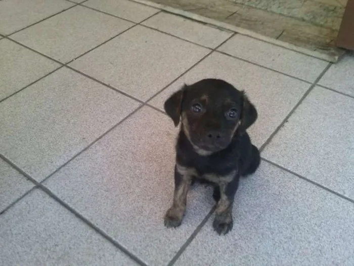 Cachorro ra a  idade Abaixo de 2 meses nome Belinha
