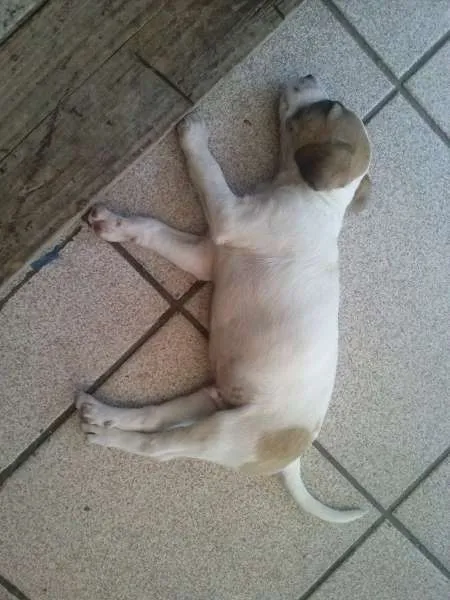 Cachorro ra a  idade Abaixo de 2 meses nome Belinha