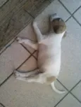 Belinha