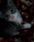 Tom