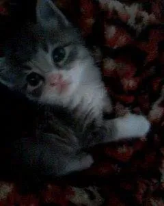 Gato raça Burmilla idade Abaixo de 2 meses nome Tom