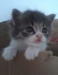 Tom