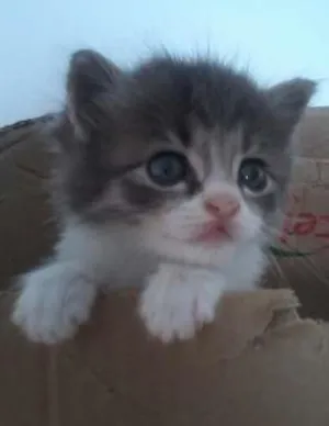 Gato raça Burmilla idade Abaixo de 2 meses nome Tom