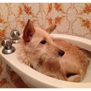 Cachorro raça SRD idade 7 a 11 meses nome Zeca