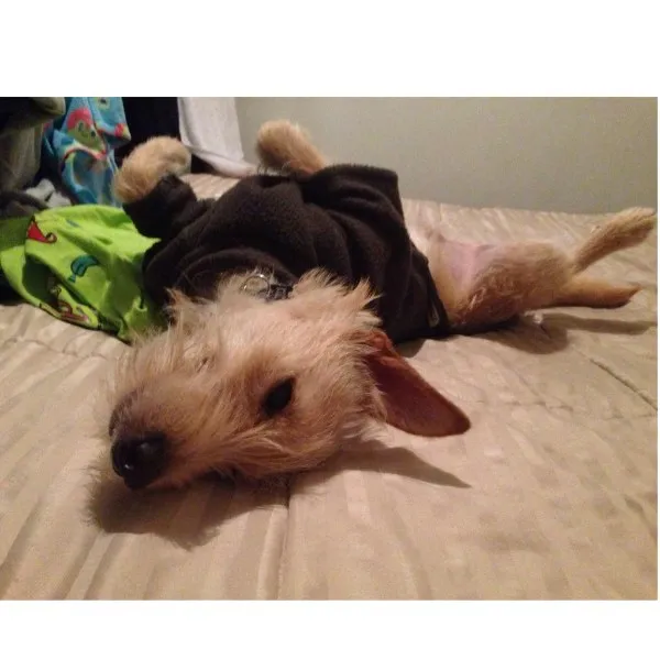 Cachorro ra a SRD idade 7 a 11 meses nome Zeca