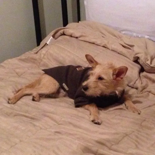 Cachorro ra a SRD idade 7 a 11 meses nome Zeca