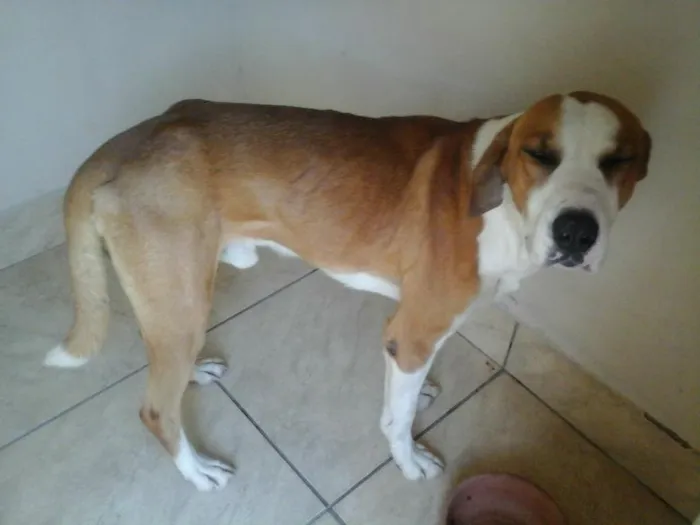 Cachorro raça srd idade 2 anos nome João
