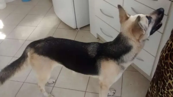 Cachorro ra a Pastora mestiça idade  nome Madona