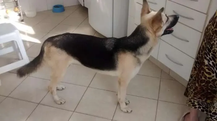 Cachorro ra a Pastora mestiça idade  nome Madona