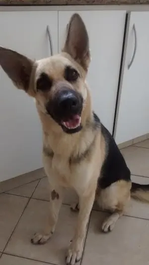Cachorro raça Pastora mestiça idade  nome Madona
