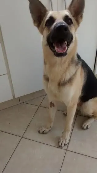 Cachorro ra a Pastora mestiça idade  nome Madona