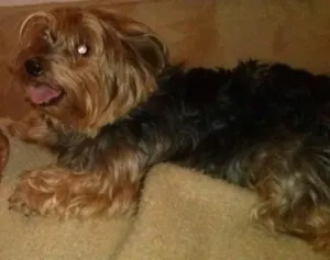 Cachorro raça yorkshire idade 6 ou mais anos nome Billi