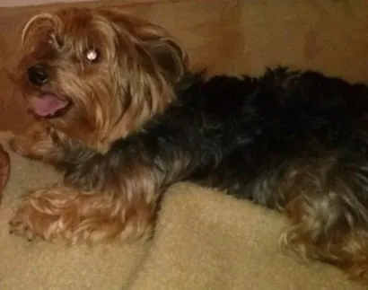 Cachorro raça yorkshire idade 6 ou mais anos nome Billi