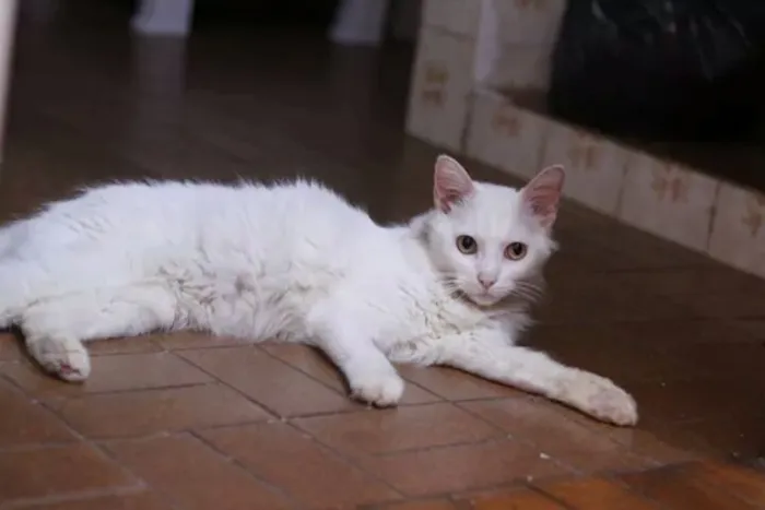 Gato raça Angorá idade 3 anos nome JIM