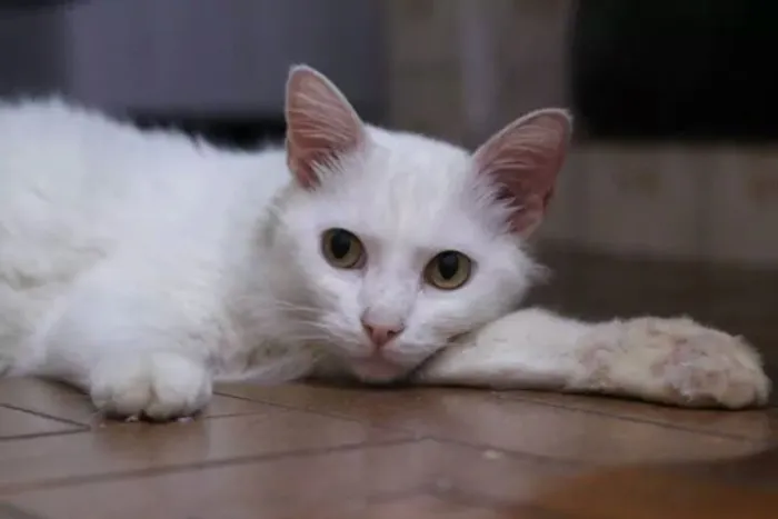 Gato raça Angorá idade 3 anos nome JIM