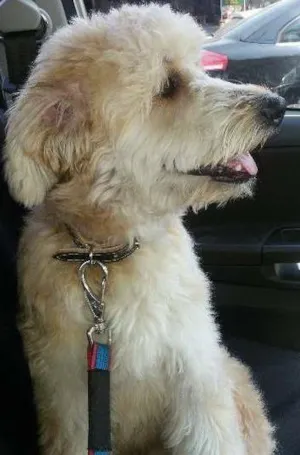 Cachorro raça SRD idade 1 ano nome Max
