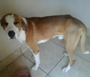 Cachorro raça srd idade 2 anos nome João
