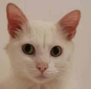 Gato raça Angorá idade 3 anos nome JIM