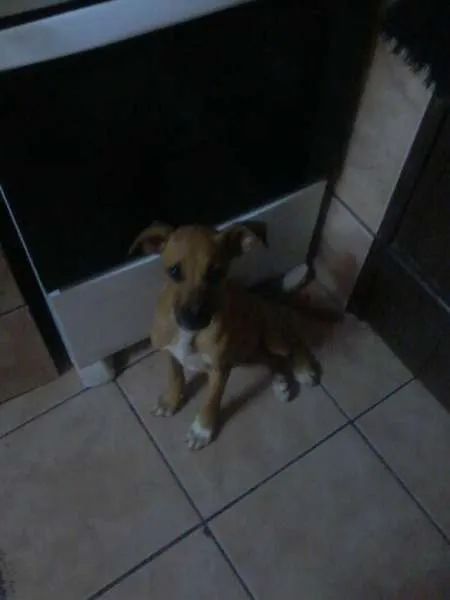 Cachorro ra a Vira-lata idade 2 a 6 meses nome Lola,Mostadar