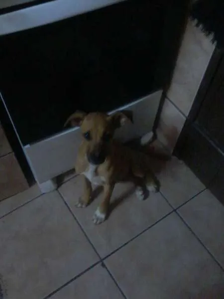 Cachorro raça Vira-lata idade 2 a 6 meses nome Lola,Mostadar