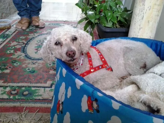 Cachorro ra a Poodle idade 6 ou mais anos nome menina