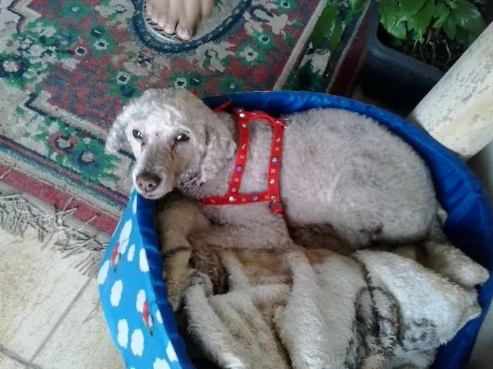 Cachorro ra a Poodle idade 6 ou mais anos nome menina