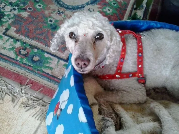 Cachorro ra a Poodle idade 6 ou mais anos nome menina