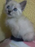 Gatinhos filhotes