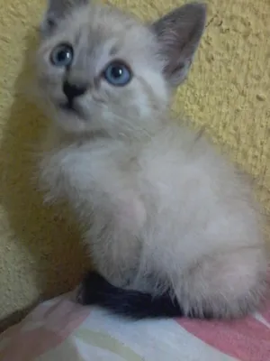 Gato raça SRD idade 2 a 6 meses nome Gatinhos filhotes