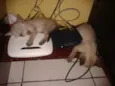 Gatinhos filhotes