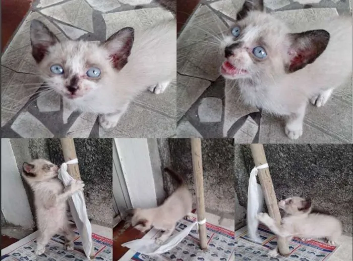 Gato ra a Siames idade 2 a 6 meses nome Gatinha Siames