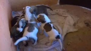 Cachorro raça  idade Abaixo de 2 meses nome varios