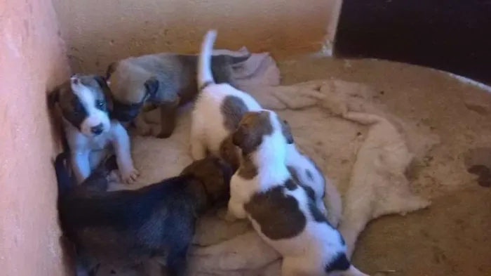 Cachorro raça  idade Abaixo de 2 meses nome varios