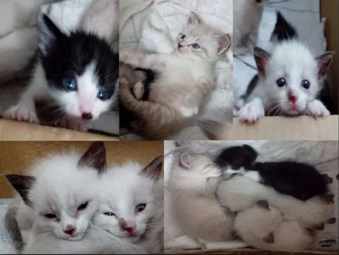 Gato ra a Siamês idade Abaixo de 2 meses nome Ninhada siames