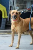 Cachorro raça SRD idade 2 anos nome MEL