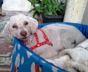 Cachorro raça Poodle idade 6 ou mais anos nome menina