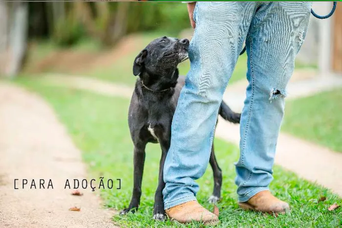 Cachorro raça SRD idade 2 anos nome GAIA
