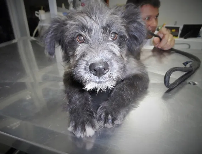 Cachorro raça SRD idade 1 ano nome CHICO