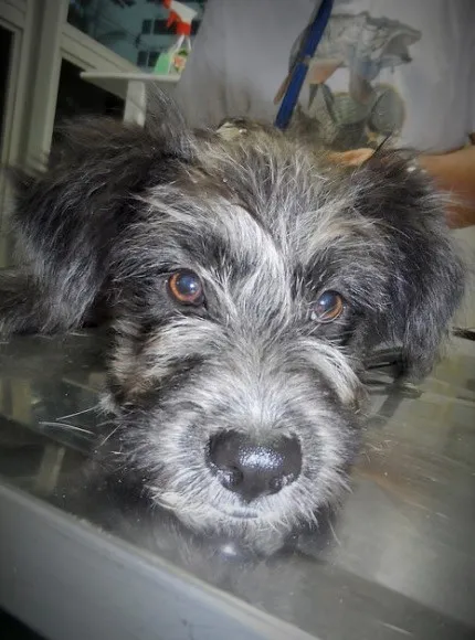 Cachorro raça SRD idade 1 ano nome CHICO