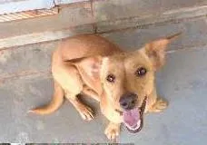 Cachorro ra a Srd idade  nome Nino E Tedy