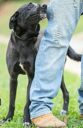 Cachorro raça SRD idade 2 anos nome GAIA
