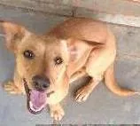 Cachorro ra a Srd idade  nome Nino E Tedy